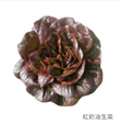 紅牛油生菜